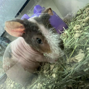 Meet your Posher, Ariella